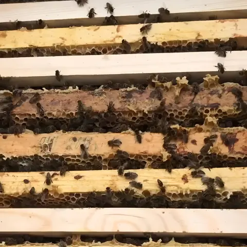 Пчёлы в улье