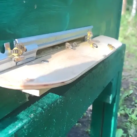 Пчёлы у улья